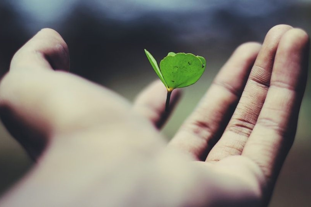 Why 'growth Mindset' Is Essential For Professional Success